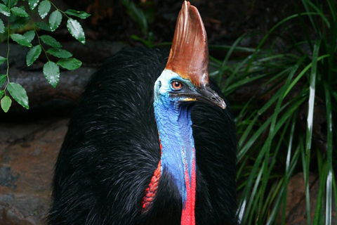 Cape Tribulation, Daintree Rainforest And Wildlife Tour - Accommodation Whitsundays 5