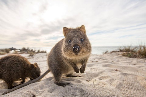 Rottnest Bayseeker Bus Tour From Hillarys Boat Harbour - Accommodation Whitsundays 1