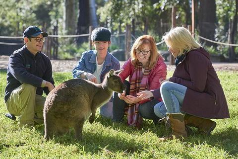 VIP Sanctuary Tour At Healesville Sanctuary Ticket - Accommodation Whitsundays 2
