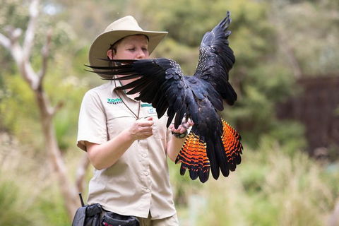 VIP Sanctuary Tour At Healesville Sanctuary Ticket - Accommodation Whitsundays 5