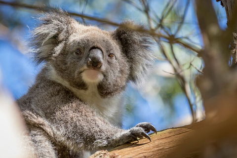 Phillip Island Penguin And Koala Highlights Day-Trip From Melbourne - Accommodation Whitsundays 2