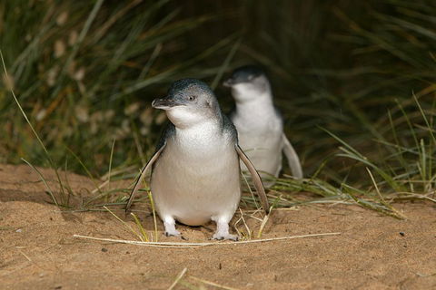 Phillip Island Penguin And Koala Highlights Day-Trip From Melbourne - Accommodation Whitsundays 3