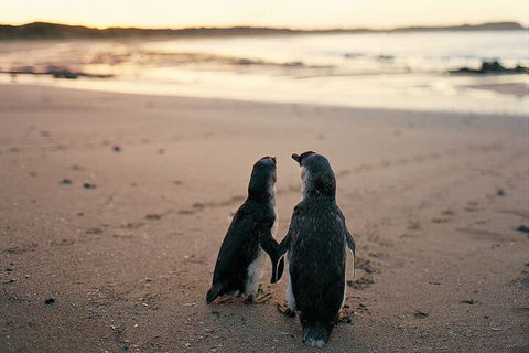 Phillip Island Penguin And Koala Highlights Day-Trip From Melbourne - Accommodation Whitsundays 4