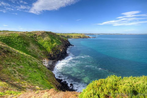 Phillip Island Penguin And Koala Highlights Day-Trip From Melbourne - Accommodation Whitsundays 5