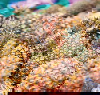 Sunshine Coast Eumundi Markets Return Minibus Transfer - Accommodation Whitsundays