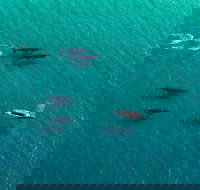 40-45 Minute Port Stephens and Stockton Beach Helicopter Flight - For 2 - Accommodation Whitsundays