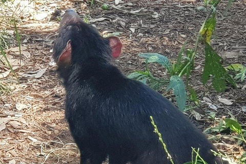 Phillip Island Penguin And Wildlife Tour - Accommodation Whitsundays 0