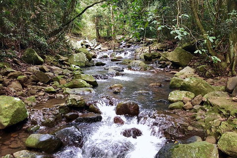 Springbrook Full Day Tour - Accommodation Whitsundays 0