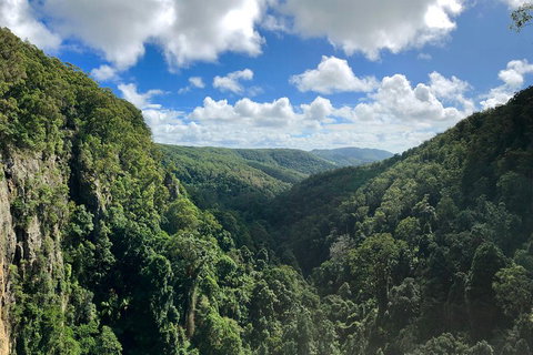 Springbrook Full Day Tour - Accommodation Whitsundays 1