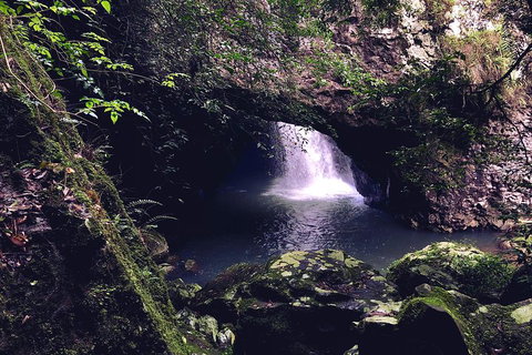 Springbrook Full Day Tour - Accommodation Whitsundays 3