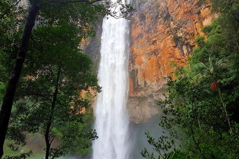 Springbrook Full Day Tour - Accommodation Whitsundays 5