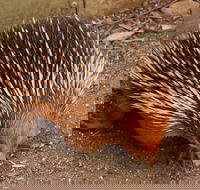 Puffing Billy And Healesville Sanctuary Scenic Tour - Accommodation Whitsundays