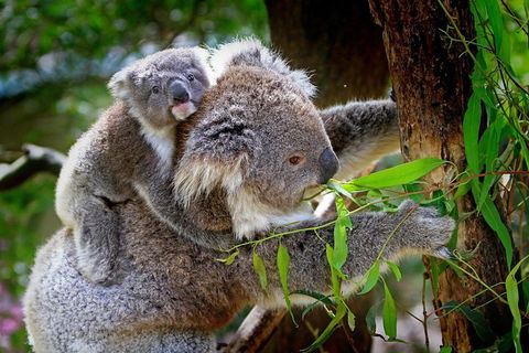 Private Three Day Great Ocean Road Tour - Accommodation Whitsundays 2