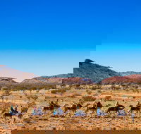 Alice Springs Camel Tour - Accommodation Whitsundays