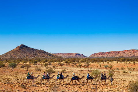 Alice Springs Camel Tour - Accommodation Whitsundays 0
