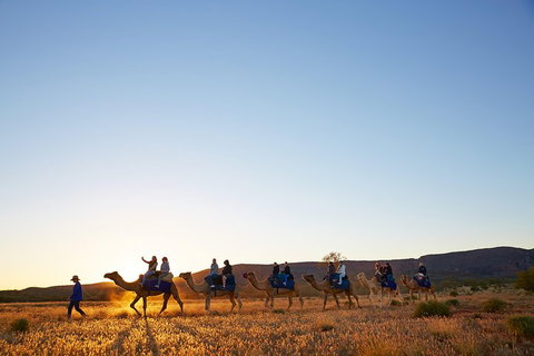 Alice Springs Camel Tour - Accommodation Whitsundays 1