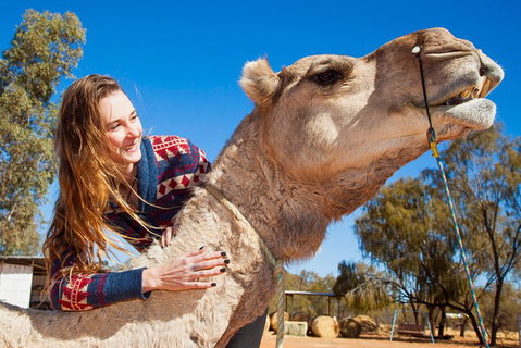 Alice Springs Camel Tour - Accommodation Whitsundays 2