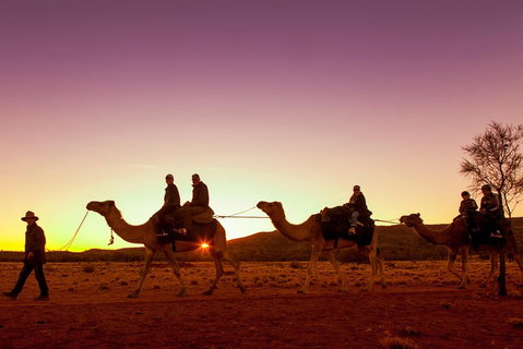 Alice Springs Camel Tour - Accommodation Whitsundays 4