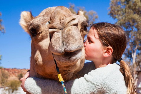 Alice Springs Camel Tour - Accommodation Whitsundays 5