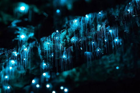 Hinterland Magic & Glow-worm Experience - Accommodation Whitsundays 1