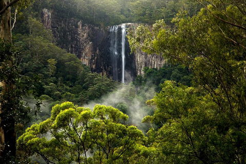 Hinterland Magic & Glow-worm Experience - Accommodation Whitsundays 4