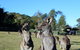 Royal National Park Tour - thumb 2
