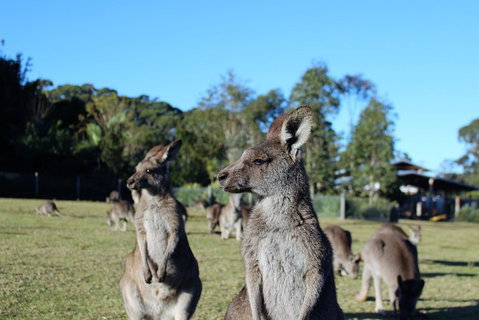 Royal National Park Tour - Accommodation Whitsundays 2