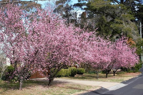 Blue Mountains - Accommodation Whitsundays 1