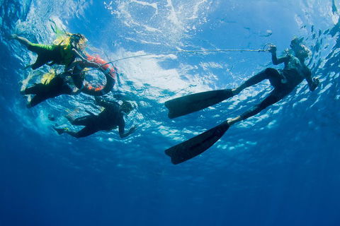 Passions Of Paradise Great Barrier Reef Snorkel And Dive Cruise From Cairns By Luxury Catamaran - Accommodation Whitsundays 2