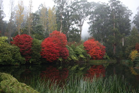 LGBT+ Friendly Full Day Yarra Valley & Dandenong Ranges Private Tour - Accommodation Whitsundays 2