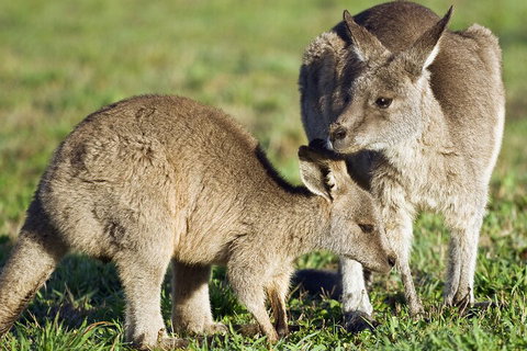 LGBT+ Friendly Full Day Phillip Island Private Tour - Accommodation Whitsundays 3