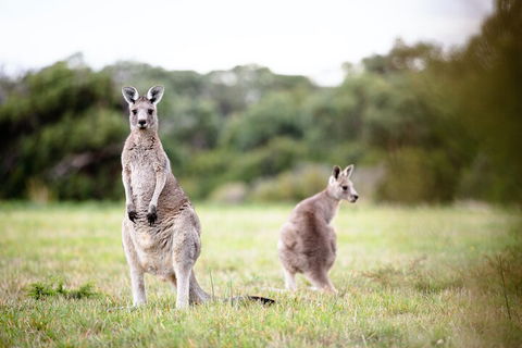 LGBT+ Friendly 3 Day Tour The Grampians, Daylesford & Ballarat - Accommodation Whitsundays 2
