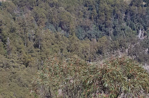 Leven Canyon Day Trip Including Wings Wildlife Park Or Gunns Plains Caves - Accommodation Whitsundays 4