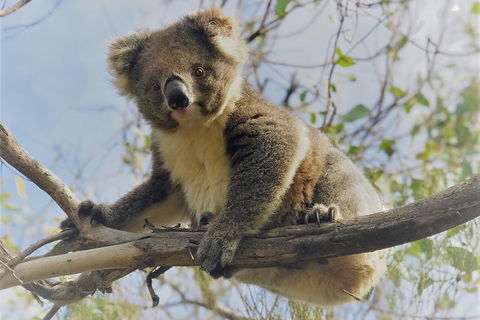 Kangaroo Island Scenic Trail Tour - Accommodation Whitsundays 2