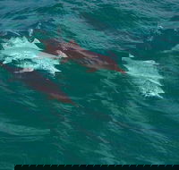 North Stradbroke Island Private Tour with Pickup - Accommodation Whitsundays