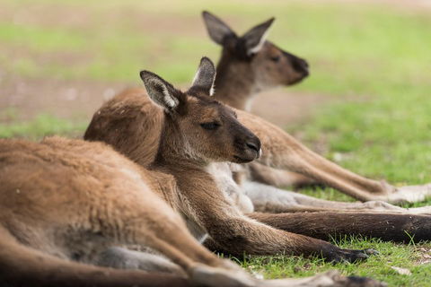 Private Ballarat And Sovereign Hill Tour From Melbourne - Accommodation Whitsundays 0