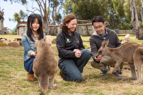 Bonorong Wildlife Park And Richmond Afternoon Tour From Hobart - Accommodation Whitsundays 1