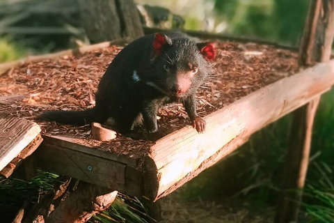 Bonorong Wildlife Park And Richmond Afternoon Tour From Hobart - Accommodation Whitsundays 4
