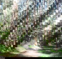 Dandenong Ranges Private Tour Including William Ricketts Sanctuary - Accommodation Whitsundays