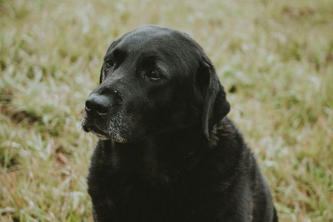 Daylesford Wine Tours: Wine, Cider, Gin, Vodka, Port, Food & Sights Tours! - Accommodation Whitsundays 4