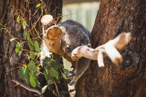 Melbourne City Tour And Phillip Island In One Day - Accommodation Whitsundays 0