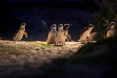 Melbourne City Tour And Phillip Island In One Day - Accommodation Whitsundays 4