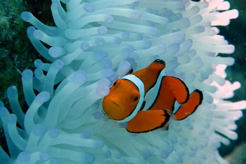 Seastar Luxury Outer Great Barrier Reef Island And Reef Tour From Cairns - Accommodation Whitsundays 0