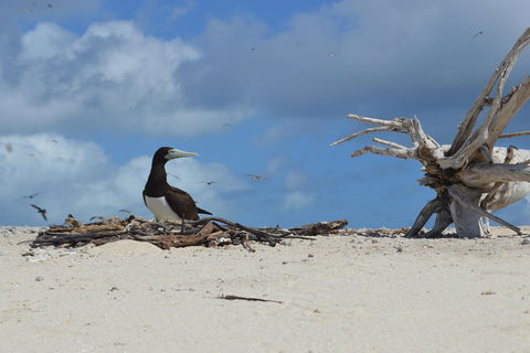 Seastar Luxury Outer Great Barrier Reef Island And Reef Tour From Cairns - Accommodation Whitsundays 1