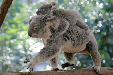 Lone Pine Koala Sanctuary Admission With Brisbane River Cruise - Accommodation Whitsundays 0