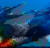 Scuba Dive the S.S. Yongala Wreck on the Great Barrier Reef. - Accommodation Whitsundays