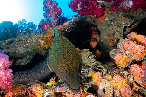 Scuba Dive The S.S. Yongala Wreck On The Great Barrier Reef. - Accommodation Whitsundays 1