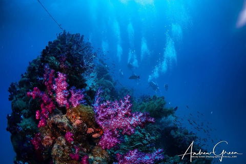 Scuba Dive The S.S. Yongala Wreck On The Great Barrier Reef. - Accommodation Whitsundays 2
