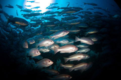 Scuba Dive The S.S. Yongala Wreck On The Great Barrier Reef. - Accommodation Whitsundays 4