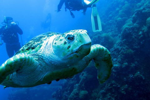 Scuba Dive The S.S. Yongala Wreck On The Great Barrier Reef. - Accommodation Whitsundays 5